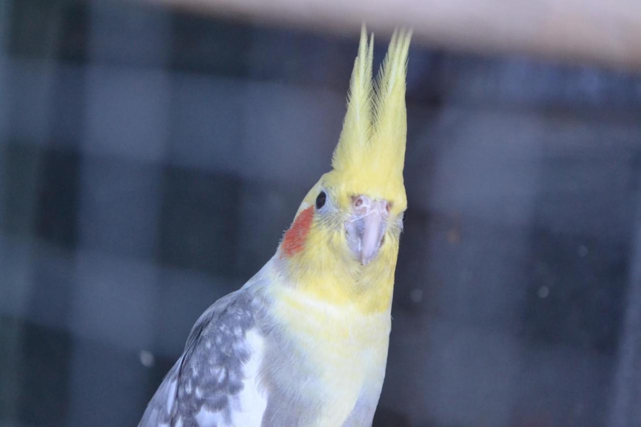Pokoje Goscinne U Hanki Jastrzębia Góra 外观 照片